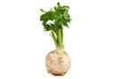Celeriac