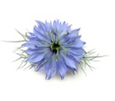 Edible Flowers Nigella