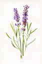 Flowers Lavender