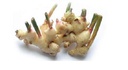 Ginger NS