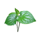 Leaf Betel