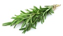 Rosemary