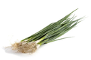 Spring Onion dk